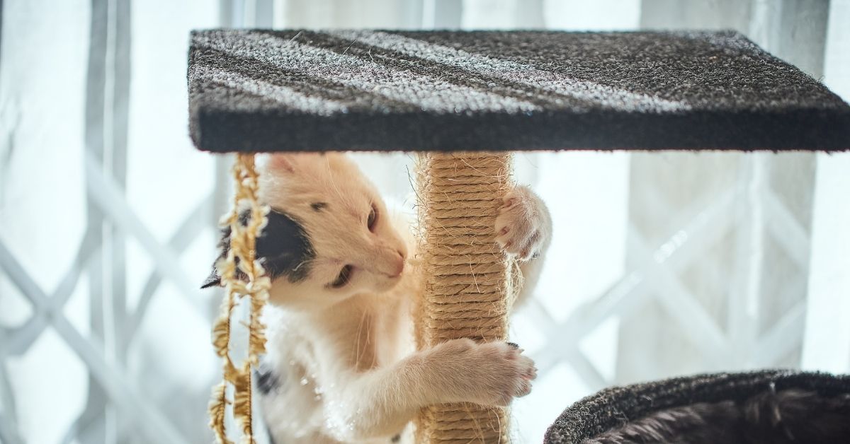 Kradsetræ til katte